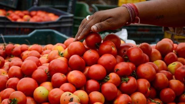 Theni tomato farmers