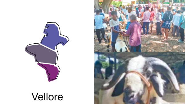 Vellore KV Kuppam goat market goat rate