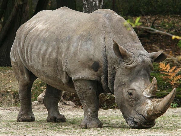 world milk animal world milk animal