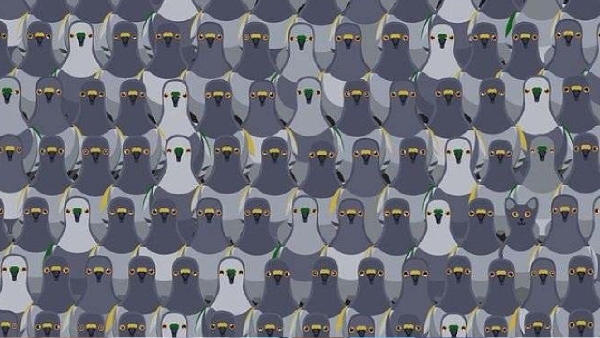 puzzle offbeat world optical illusion trend illusion photo picture optical illusion picture