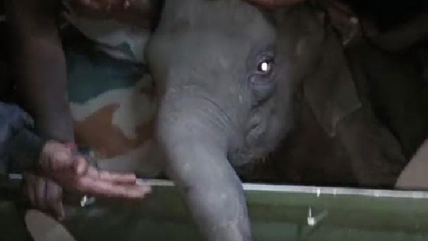 Coimbatore Elephant Maruthamalai Coimbatore Elephant Maruthamalai