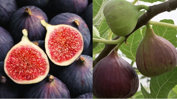 Health Health tips Fig Fig Fruits Figs Fruits Diabetics Cancer Patients