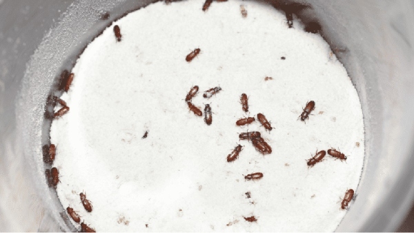 health flour kitchen