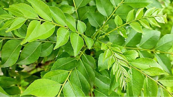 Health Health tips Curry Leaves curry leaves curry leaf Curry Leaf Weight Loss Anemia