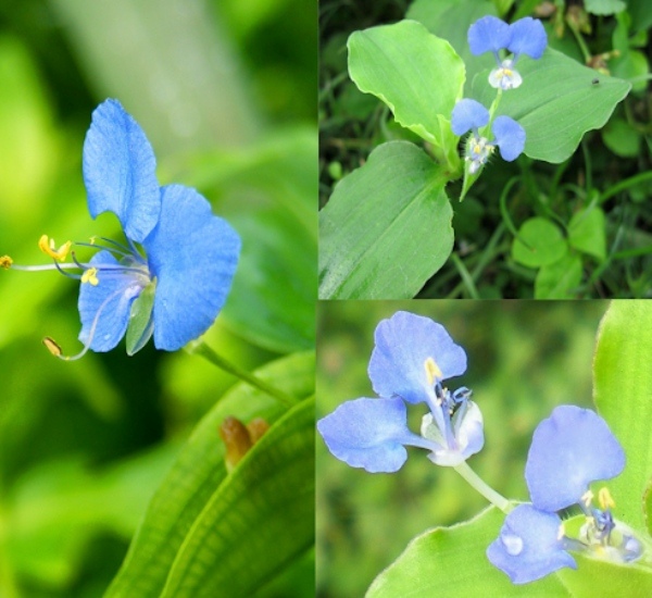 Health Health tips Kaana Vaazhai Leaf Kaana Vaazhai Leaves Calf Grass