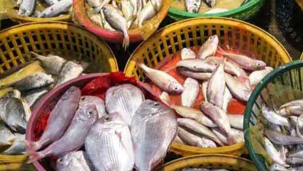 Health Health tips health news Mural fish Ooli Fish Heart Attack Health Health tips health news Mural fish Ooli Fish Heart Attack