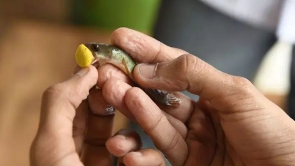 health hyderabad asthma fish