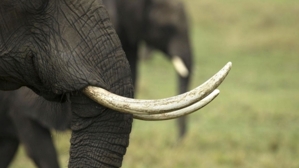 elephant forest elephant forest