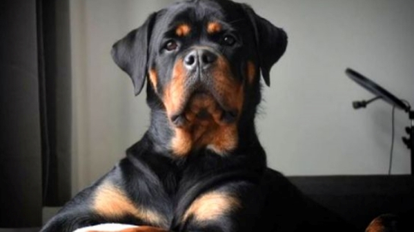 Chennai Rottweiler dog