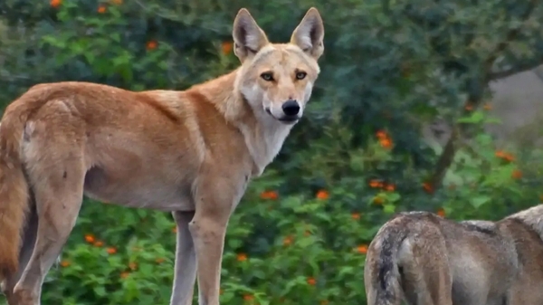 wolf dog animals science pune