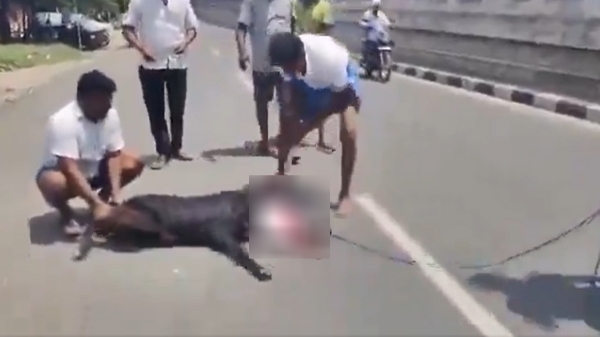 annamalai bjp coimbatore goat lok sabha election 2024 2024