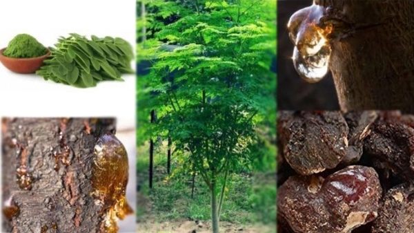 Beauty Tips Health health tips health news Weight Loss