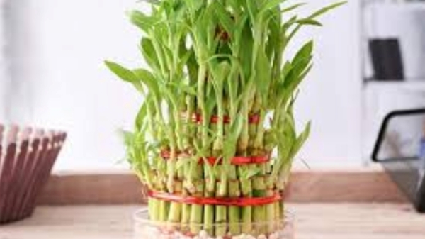 Spirituality Vastu tips Money Plant