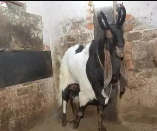 goat goat sale Crescent Mark Madhya Pradesh Urdu