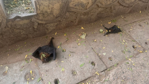 climate change weather