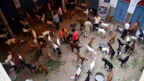 jains bakrid goat muslims delhi