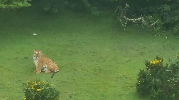 Ooty tiger Ooty tiger