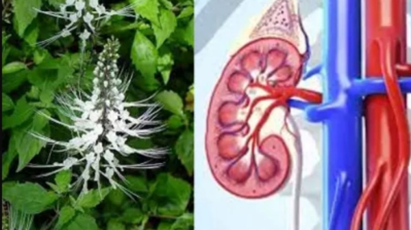 Health Poonai Meesai Cat Mustache Herb Health Poonai Meesai Cat Mustache Herb