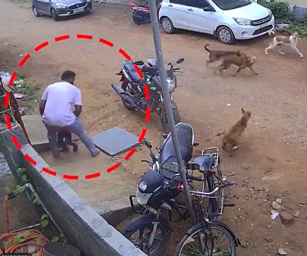 Stray Dogs Coimbatore Trend