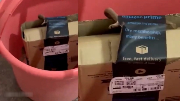 Bangalore amazon snake