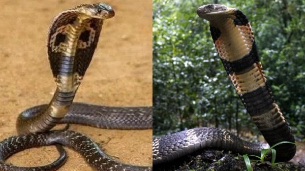 king cobra cobra Chennai