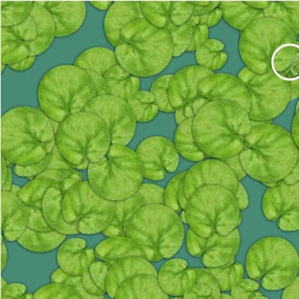 offbeat world optical illusion trend illusion photo picture optical illusion picture puzzle