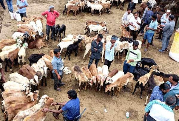 Ranipet Goat Bakrid Bakrid Festival Ranipet Goat Bakrid Bakrid Festival