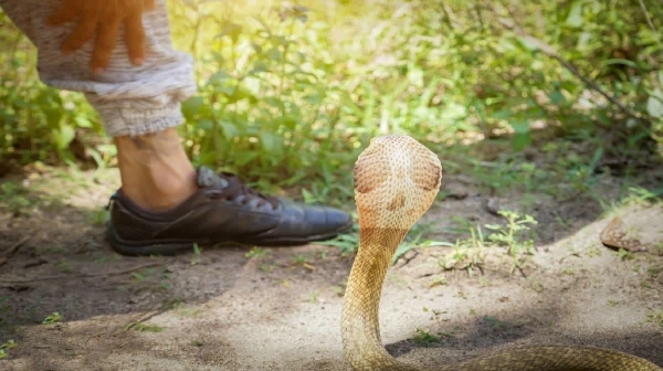 tamil nadu uttar pradesh snake tamil nadu uttar pradesh snake