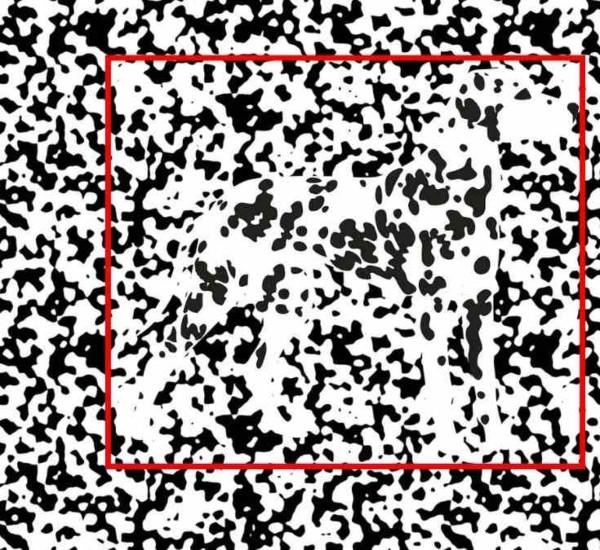 optical illusion offbeat trend
