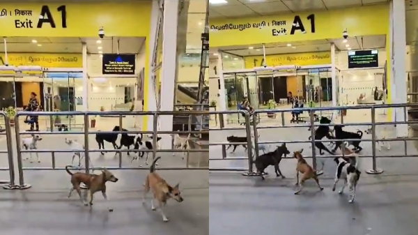 Chennai Airport Dogs