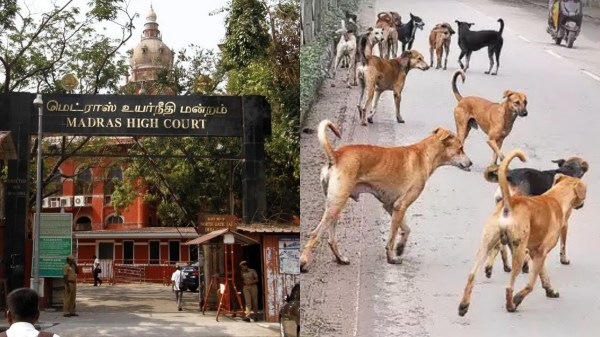 Chennai high court chennai corporation Chennai high court chennai corporation