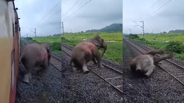 elephant assam train