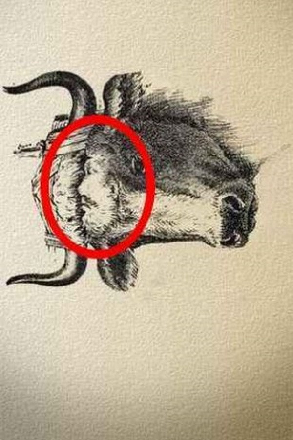 optical illusion offbeat trend