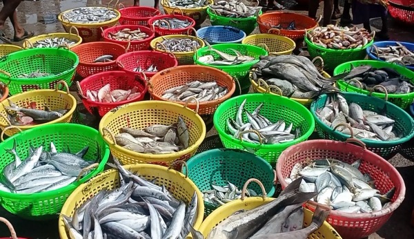 Sheela Fish Vanjram Meen Ramanathapuram Rameswaram