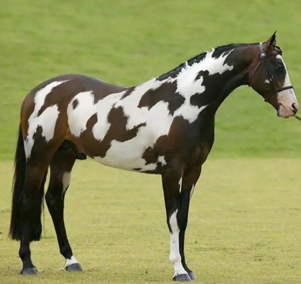 optical illusion offbeat trend