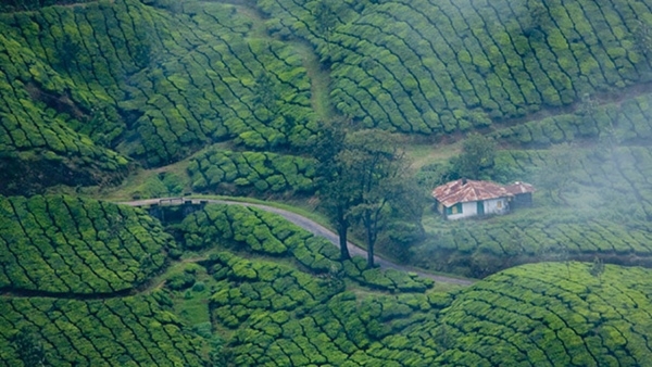 tour munnar kodaikanal
