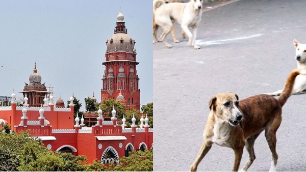 Chennai dog Chennai high court