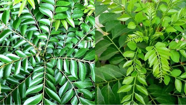 Health Curry Leaf Hair Fall Health Curry Leaf Hair Fall