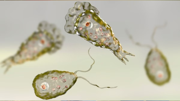 amoeba tamil nadu health