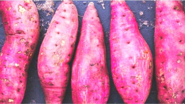 Health Sweet Potatoes Sugarcane Yams Health Sweet Potatoes Sugarcane Yams