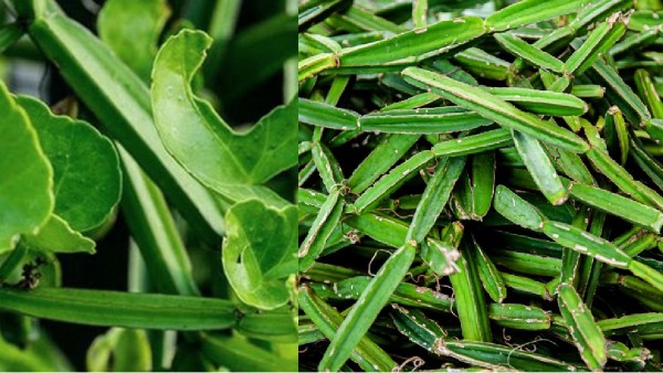 Pirandai Weight Loss menstrual periods Pirandai Weight Loss menstrual periods