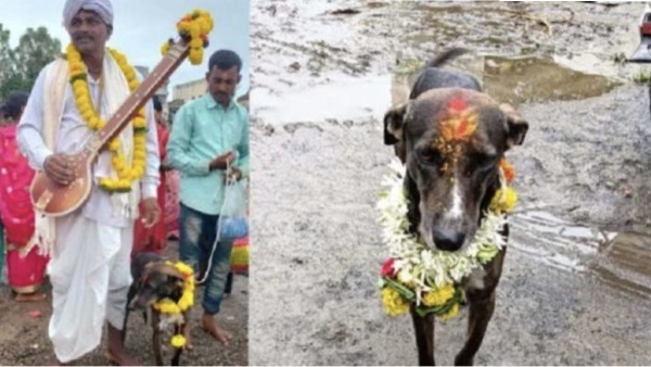 dog Karnataka Maharashtra