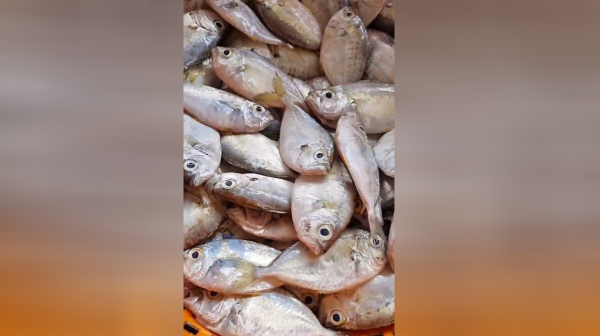 Fish Pregnant Women Fish Pregnant Women