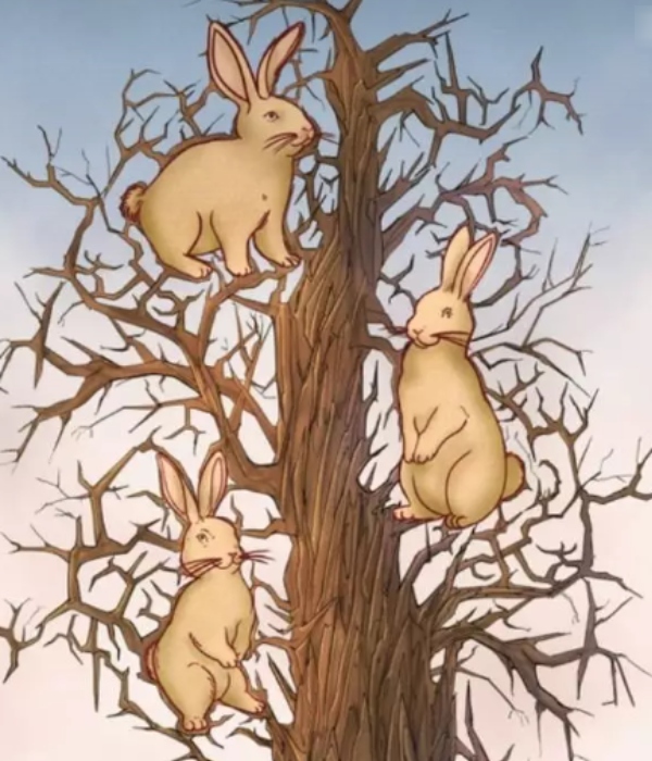 optical illusion offbeat trend optical illusion offbeat trend