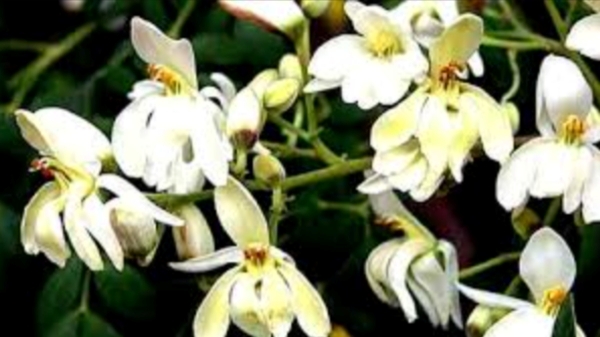 Health Drumstick Flowers