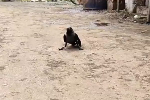 Andhra Pradesh Mutton Shop Crow