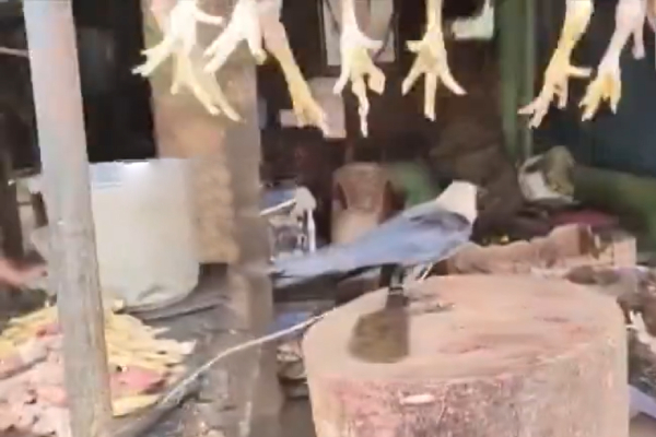 Andhra Pradesh Mutton Shop Crow