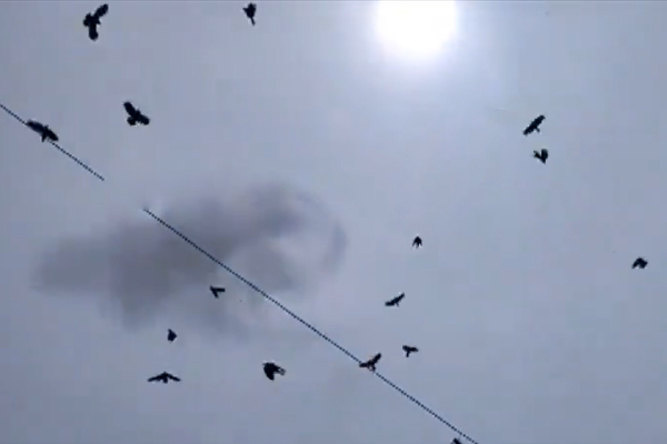 Andhra Pradesh Mutton Shop Crow