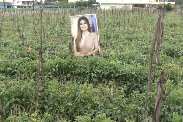 sunny leone karnataka sunny leone karnataka