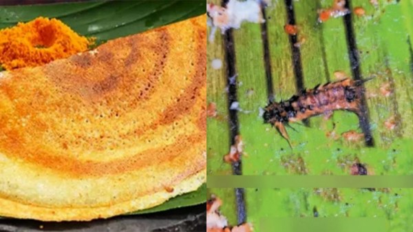 thiruvarur mannargudi dosa thiruvarur mannargudi dosa
